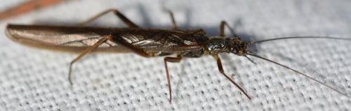 Leuctra sp.